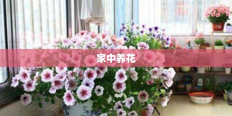 家中养花