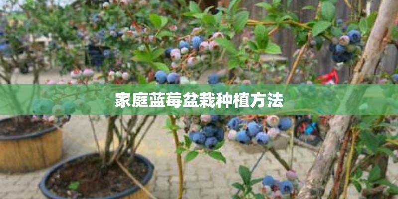 家庭蓝莓盆栽种植方法