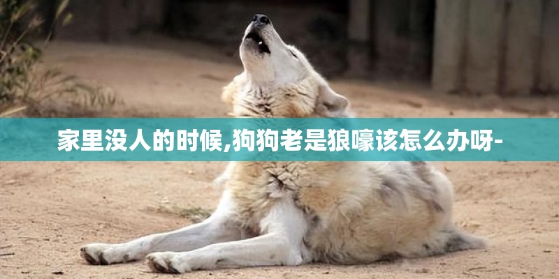 家里没人的时候,狗狗老是狼嚎该怎么办呀-