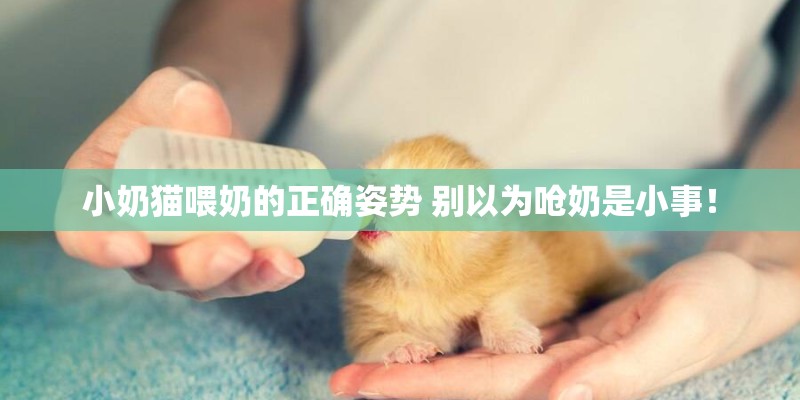 小奶猫喂奶的正确姿势 别以为呛奶是小事! 小奶猫喂奶的正确姿势 别以为呛奶是小事!