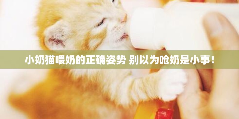 小奶猫喂奶的正确姿势 别以为呛奶是小事! 小奶猫喂奶的正确姿势 别以为呛奶是小事!
