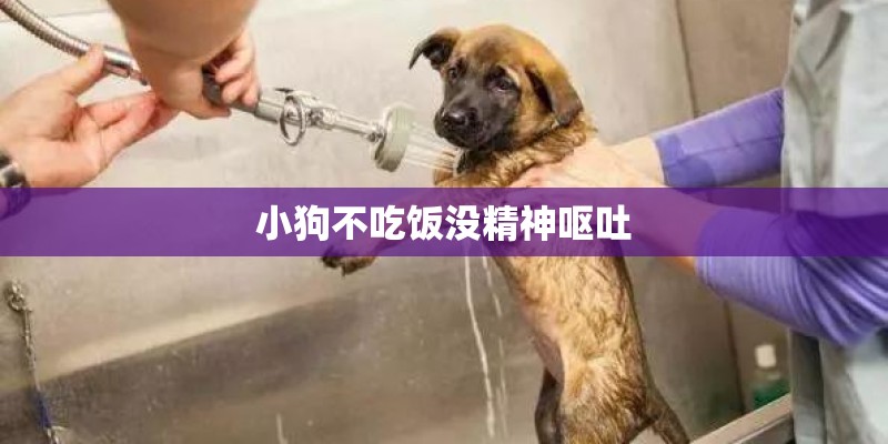 小狗不吃饭没精神呕吐