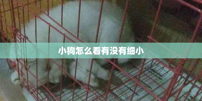 小狗怎么看有没有细小 小狗怎么看有没有细小