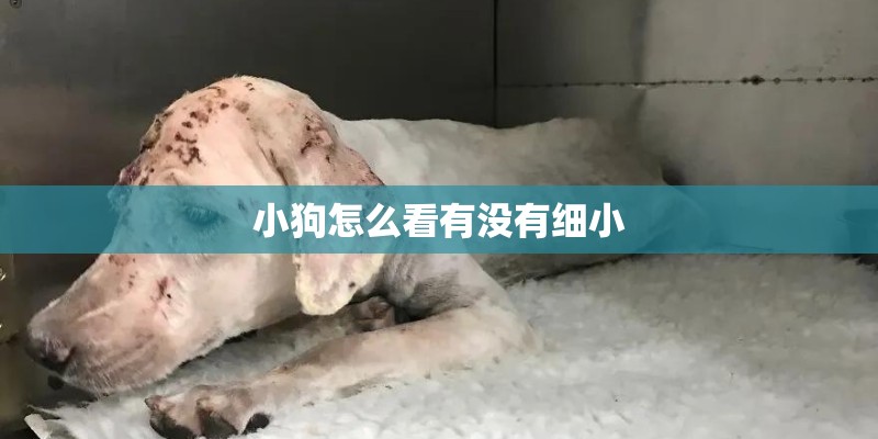 小狗怎么看有没有细小 小狗怎么看有没有细小