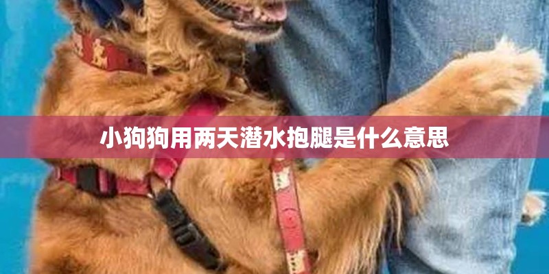 小狗狗用两天潜水抱腿是什么意思