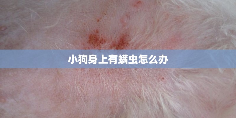 小狗身上有螨虫怎么办 小狗身上有螨虫怎么办