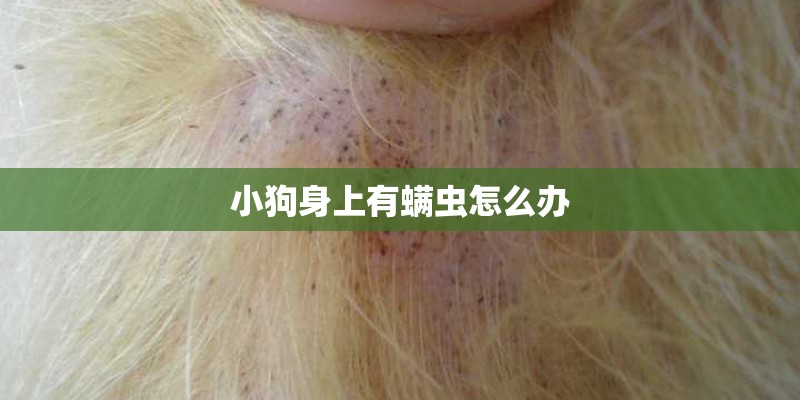 小狗身上有螨虫怎么办 小狗身上有螨虫怎么办