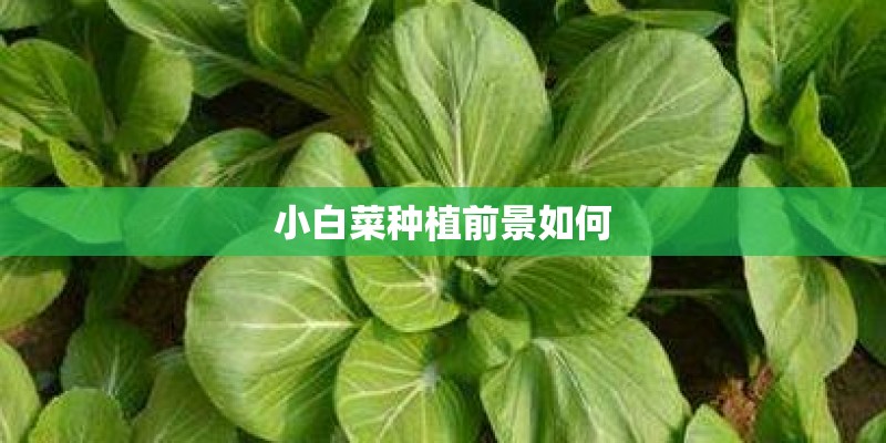小白菜种植前景如何 小白菜种植前景如何