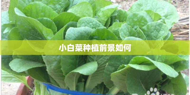 小白菜种植前景如何 小白菜种植前景如何