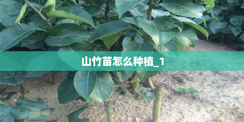 山竹苗怎么种植_1 山竹苗怎么种植_1