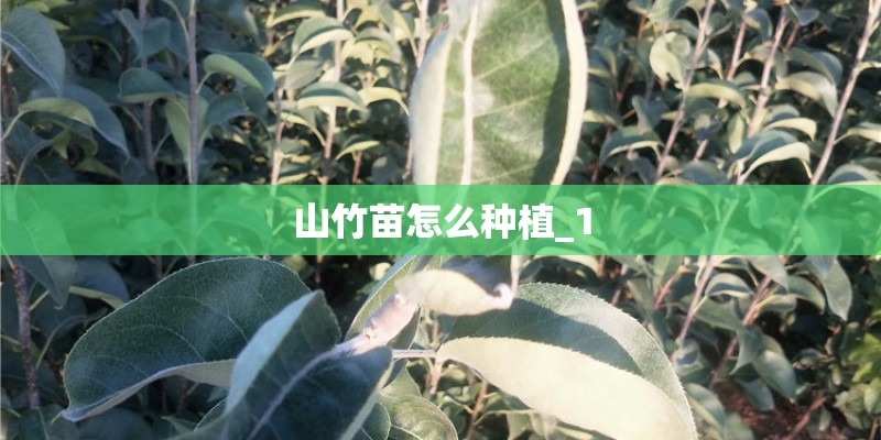 山竹苗怎么种植_1 山竹苗怎么种植_1