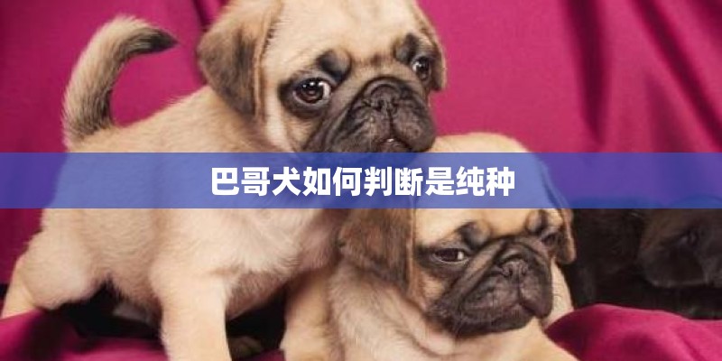 巴哥犬如何判断是纯种 巴哥犬如何判断是纯种