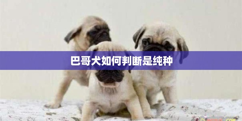 巴哥犬如何判断是纯种 巴哥犬如何判断是纯种