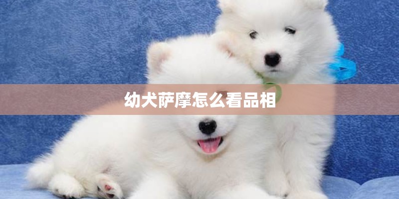 幼犬萨摩怎么看品相 幼犬萨摩怎么看品相