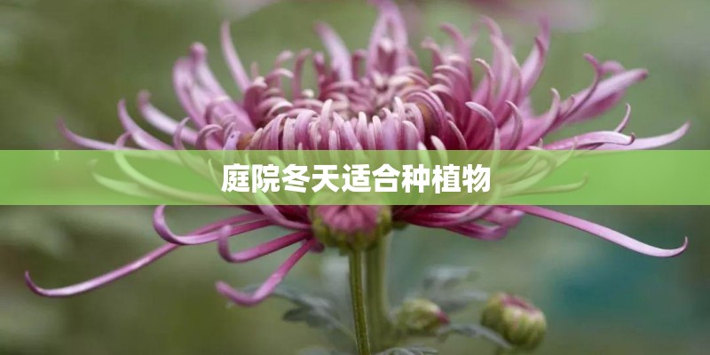 庭院冬天适合种植物 庭院冬天适合种植物