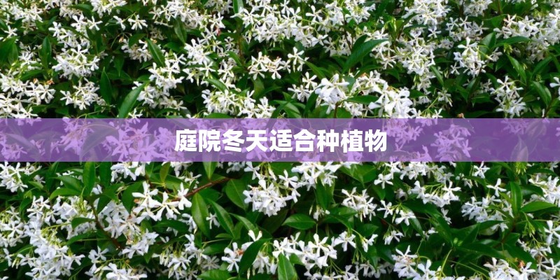 庭院冬天适合种植物 庭院冬天适合种植物