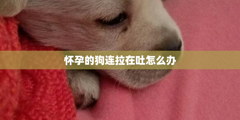 怀孕的狗连拉在吐怎么办 怀孕的狗连拉在吐怎么办