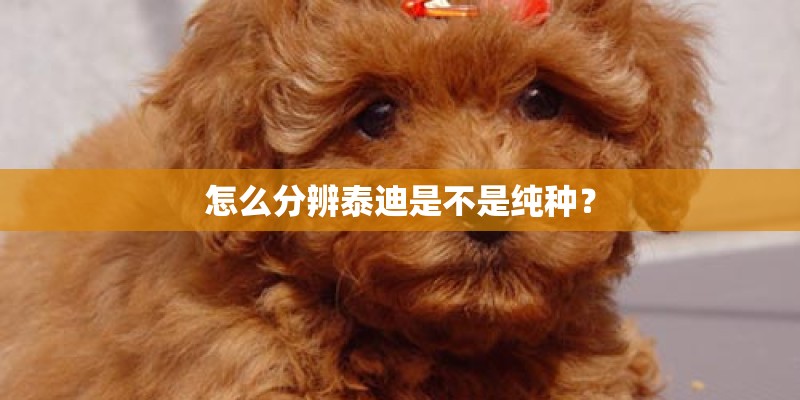 怎么分辨泰迪是不是纯种? 怎么分辨泰迪是不是纯种?