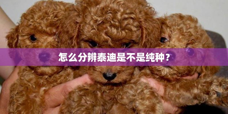 怎么分辨泰迪是不是纯种? 怎么分辨泰迪是不是纯种?
