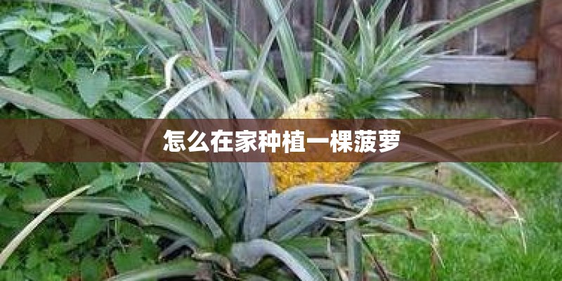 怎么在家种植一棵菠萝