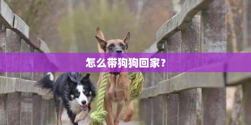 怎么带狗狗回家? 怎么带狗狗回家?