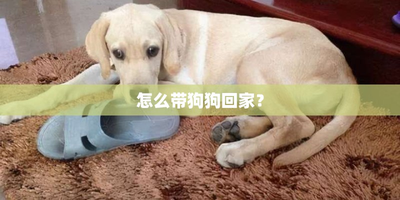 怎么带狗狗回家? 怎么带狗狗回家?