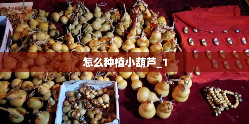 怎么种植小葫芦_1 怎么种植小葫芦_1