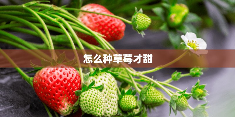 怎么种草莓才甜