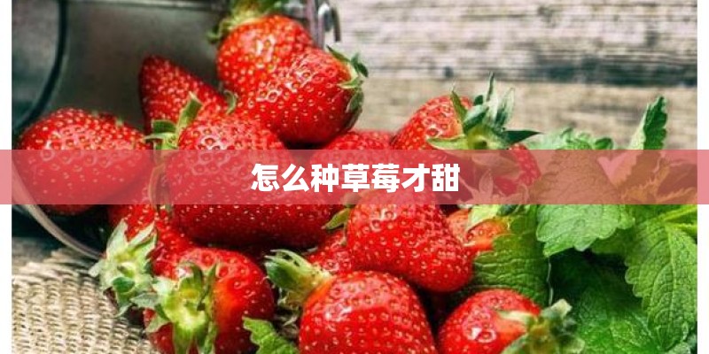 怎么种草莓才甜 怎么种草莓才甜