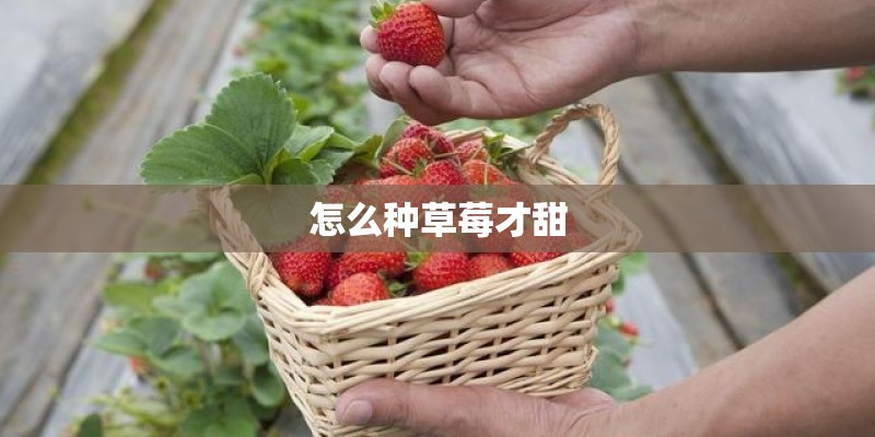 怎么种草莓才甜 怎么种草莓才甜