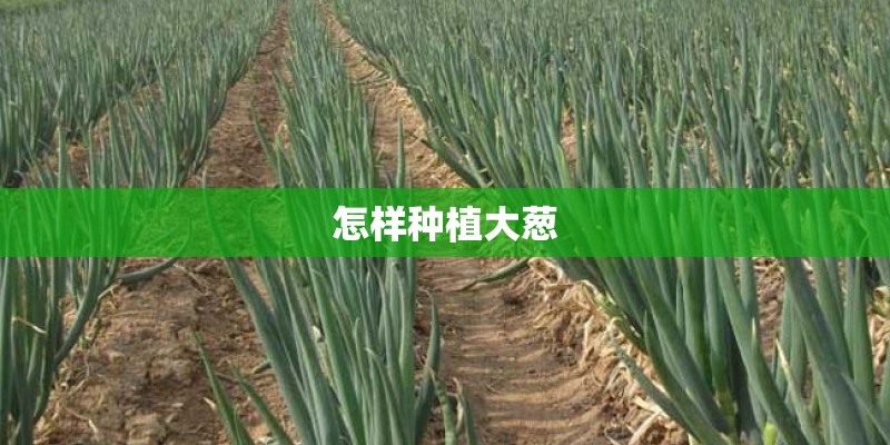 怎样种植大葱 怎样种植大葱