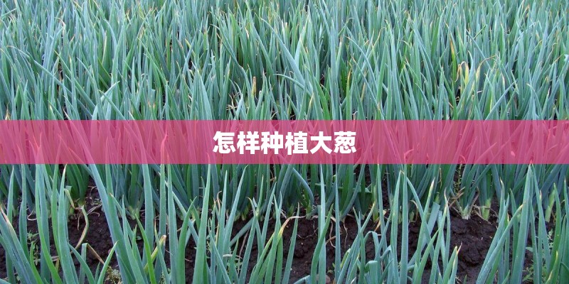 怎样种植大葱 怎样种植大葱