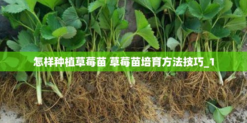 怎样种植草莓苗 草莓苗培育方法技巧_1