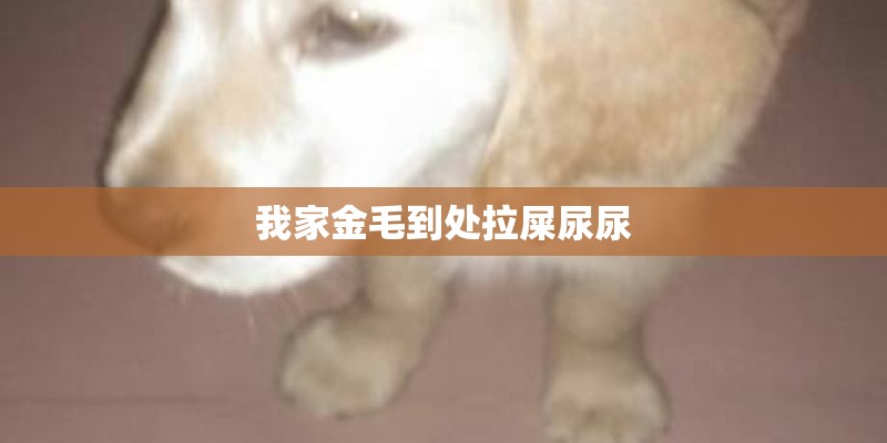 我家金毛到处拉屎尿尿