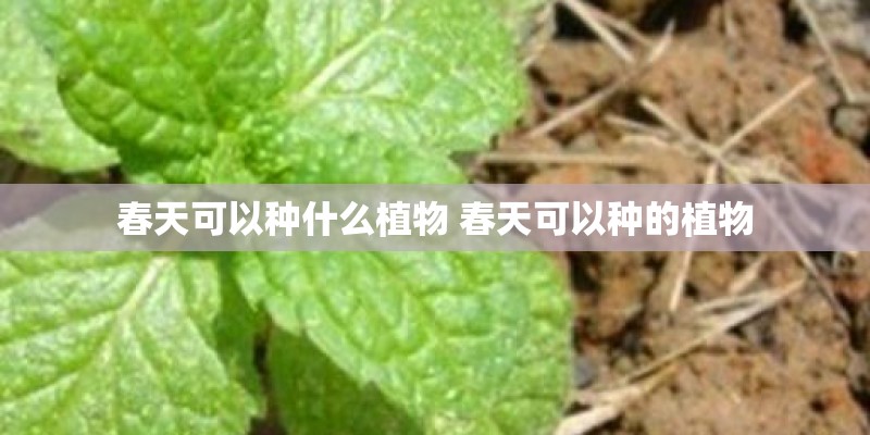 春天可以种什么植物 春天可以种的植物 春天可以种什么植物 春天可以种的植物