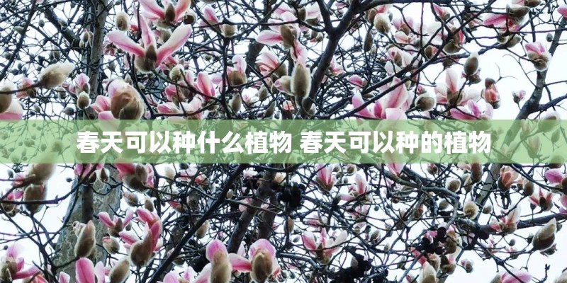 春天可以种什么植物 春天可以种的植物 春天可以种什么植物 春天可以种的植物