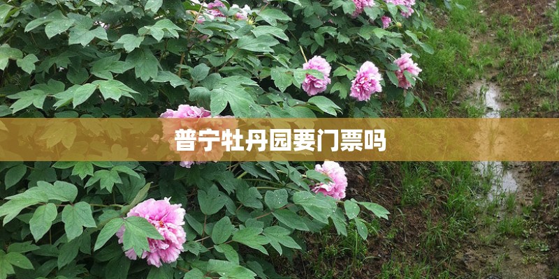 普宁牡丹园要门票吗 普宁牡丹园要门票吗