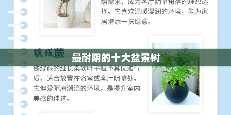 最耐阴的十大盆景树