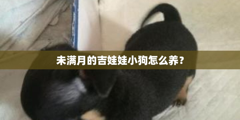 未满月的吉娃娃小狗怎么养? 未满月的吉娃娃小狗怎么养?