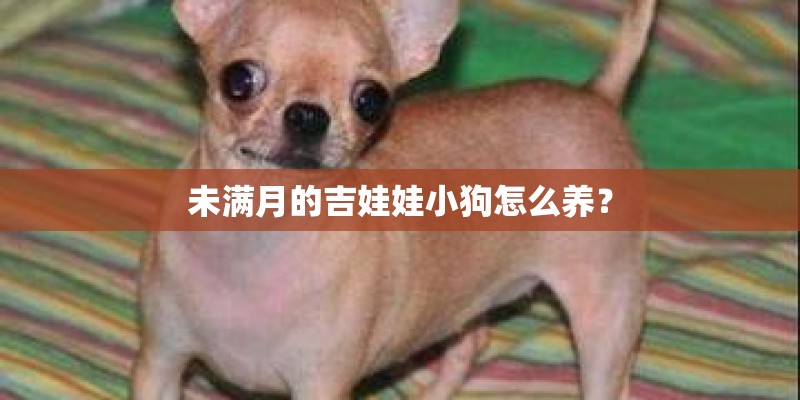 未满月的吉娃娃小狗怎么养? 未满月的吉娃娃小狗怎么养?