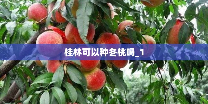 桂林可以种冬桃吗_1