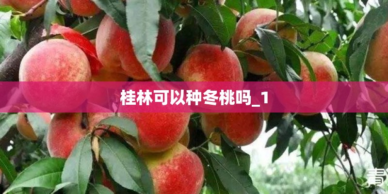 桂林可以种冬桃吗_1
