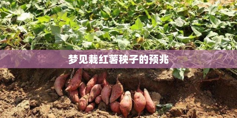 梦见栽红薯秧子的预兆
