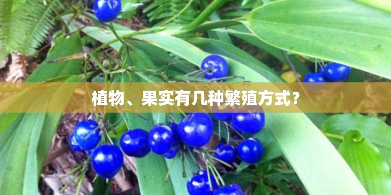 植物、果实有几种繁殖方式? 植物、果实有几种繁殖方式?