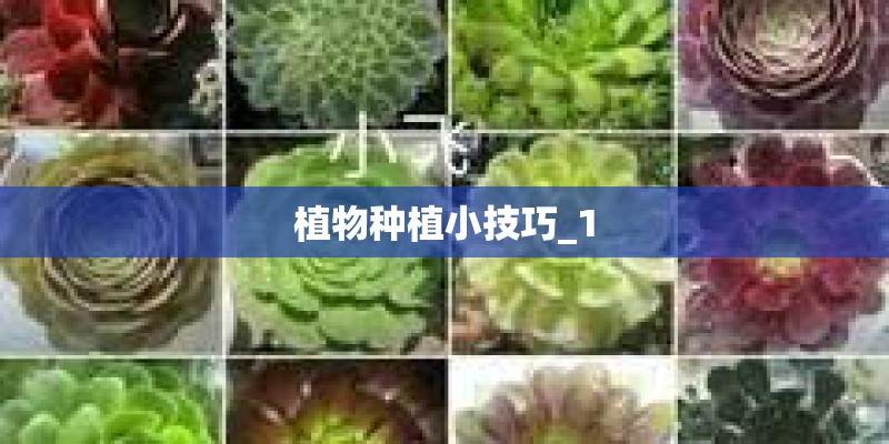 植物种植小技巧_1