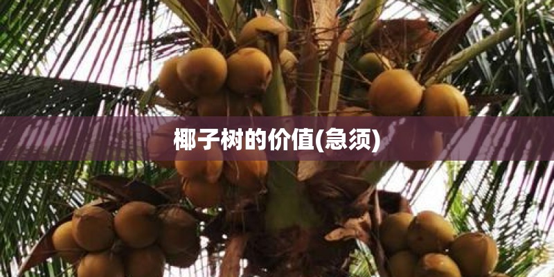 椰子树的价值(急须)