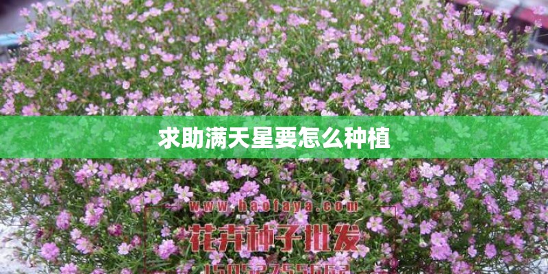 求助满天星要怎么种植