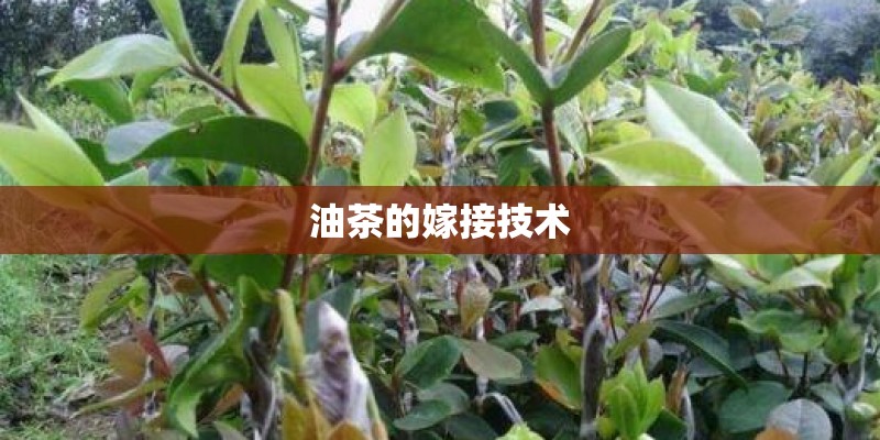 油茶的嫁接技术
