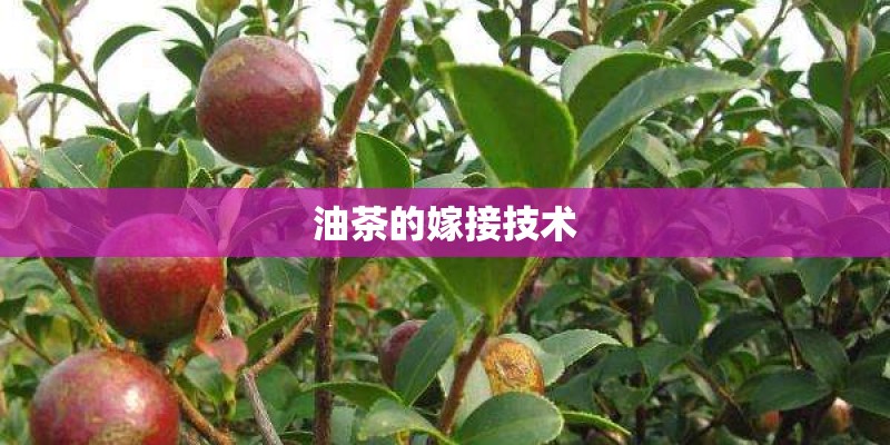 油茶的嫁接技术 油茶的嫁接技术