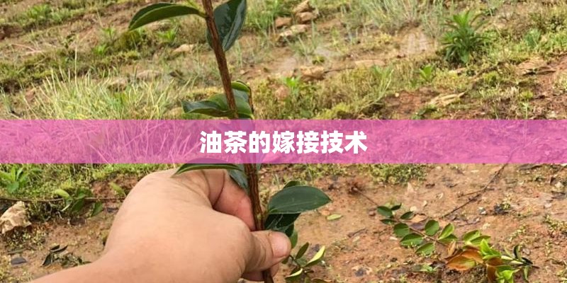 油茶的嫁接技术 油茶的嫁接技术